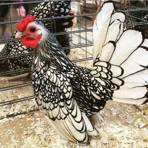 Meet your Posher, Brian